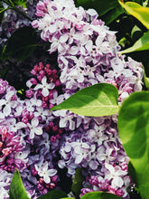 Load image into Gallery viewer, Lilac Enfleurage.