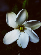 Load image into Gallery viewer, The Pollen Spattered Bride. enfleurage perfume. June 2021