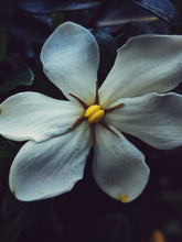 Load image into Gallery viewer, The Pollen Spattered Bride. enfleurage perfume. June 2021