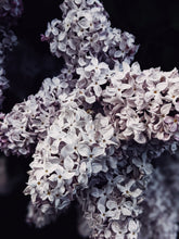 Load image into Gallery viewer, Lilac Enfleurage.