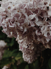 Load image into Gallery viewer, Lilac Enfleurage.