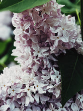 Load image into Gallery viewer, Allerleirauh. lilac enfleurage perfume with apricot, oakmoss, damask rose and white cedar. July 2023