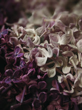 Load image into Gallery viewer, Lilac Wine. enfleurage perfume. effervescent and longlasting lilac fougère. June 2025