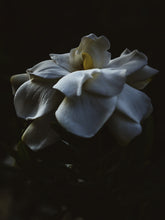 Load image into Gallery viewer, Kalilava. enfleurage perfume. gardenia & sweet incense tree enfleurage, lotus flower, nag champa smoke enfleurage, frankincense. July 2022