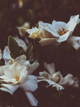 Load image into Gallery viewer, Kalilava. enfleurage perfume. gardenia & sweet incense tree enfleurage, lotus flower, nag champa smoke enfleurage, frankincense. July 2022