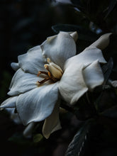 Load image into Gallery viewer, Kalilava. enfleurage perfume. gardenia & sweet incense tree enfleurage, lotus flower, nag champa smoke enfleurage, frankincense. July 2022