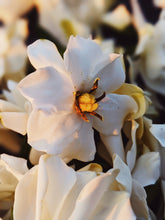 Load image into Gallery viewer, The Pollen Spattered Bride. enfleurage perfume. June 2021