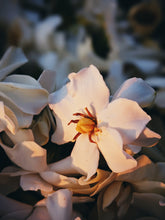 Load image into Gallery viewer, The Pollen Spattered Bride. enfleurage perfume. June 2021