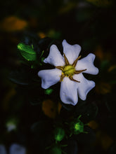 Load image into Gallery viewer, The Pollen Spattered Bride. enfleurage perfume. June 2021