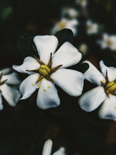 Load image into Gallery viewer, The Pollen Spattered Bride. enfleurage perfume. June 2021