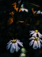 Load image into Gallery viewer, The Pollen Spattered Bride. enfleurage perfume. June 2021