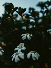 Load image into Gallery viewer, The Pollen Spattered Bride. enfleurage perfume. June 2021