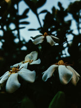 Load image into Gallery viewer, The Pollen Spattered Bride. enfleurage perfume. June 2021