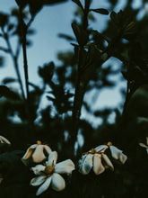 Load image into Gallery viewer, The Pollen Spattered Bride. enfleurage perfume. June 2021