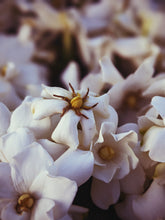 Load image into Gallery viewer, The Pollen Spattered Bride. enfleurage perfume. June 2021