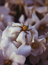 Load image into Gallery viewer, The Pollen Spattered Bride. enfleurage perfume. June 2021