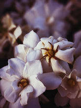 Load image into Gallery viewer, The Pollen Spattered Bride. enfleurage perfume. June 2021