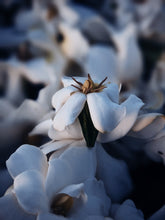 Load image into Gallery viewer, The Pollen Spattered Bride. enfleurage perfume. June 2021