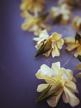 Load image into Gallery viewer, The Pollen Spattered Bride. enfleurage perfume. June 2021