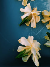 Load image into Gallery viewer, Gandhraj (July 2019). Aged Gardenia jasminoides Enfleurage Extrait. Organic gardenia perfume. Biodynamic