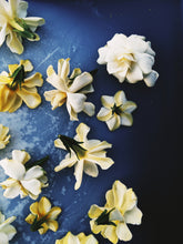 Load image into Gallery viewer, The Pollen Spattered Bride. enfleurage perfume. June 2021