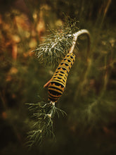 Load image into Gallery viewer, Caterpillar. natural perfume. fantasy gourmand fragrance. vanilla-tonka pipe smoke. September 2024
