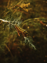 Load image into Gallery viewer, Caterpillar. natural perfume. fantasy gourmand fragrance. vanilla-tonka pipe smoke. September 2024