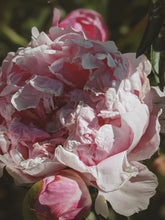 Load image into Gallery viewer, Goddess Sampler of Natural Perfumes. 10 Wild Veil fragrances. Gift set for her.