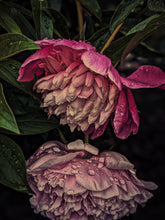 Load image into Gallery viewer, Skin: Feminine. natural perfume. rose water dried on a sun tan. June 2023
