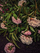 Load image into Gallery viewer, Skin: Feminine. natural perfume. rose water dried on a sun tan. June 2023