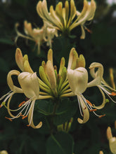 Load image into Gallery viewer, Suikazura (June 2021). Pink and Yellow Honeysuckle Enfleurage Extrait. Organic honeysuckle perfume. Biodynamic