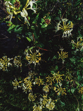 Load image into Gallery viewer, Suikazura (June 2021). Pink and Yellow Honeysuckle Enfleurage Extrait. Organic honeysuckle perfume. Biodynamic
