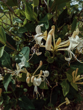 Load image into Gallery viewer, Suikazura (June 2021). Pink and Yellow Honeysuckle Enfleurage Extrait. Organic honeysuckle perfume. Biodynamic
