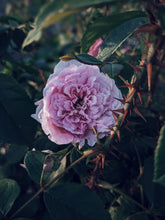 Load image into Gallery viewer, Venus ♀ natural perfume. salted amber, tea and rose powder. July 2024