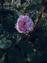 Load image into Gallery viewer, Venus ♀ natural perfume. salted amber, tea and rose powder. July 2024