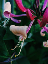 Load image into Gallery viewer, Suikazura (June 2021). Pink and Yellow Honeysuckle Enfleurage Extrait. Organic honeysuckle perfume. Biodynamic