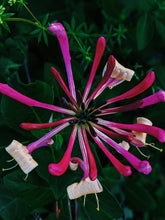 Load image into Gallery viewer, Suikazura (June 2021). Pink and Yellow Honeysuckle Enfleurage Extrait. Organic honeysuckle perfume. Biodynamic