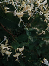 Load image into Gallery viewer, Suikazura (June 2021). Pink and Yellow Honeysuckle Enfleurage Extrait. Organic honeysuckle perfume. Biodynamic