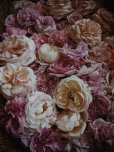 Load image into Gallery viewer, Everlasting. natural perfume. helichrysum and rose romance. moss, clary sage, palo santo. March 2023