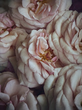 Load image into Gallery viewer, Hel. natural perfume. rose sorceress of the dark cedar woods. January 2023
