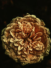 Load image into Gallery viewer, Leather Damask. natural perfume. tanned rose skin wallpaper scent. September 2022