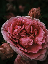 Load image into Gallery viewer, Red Riding Hood. natural perfume. fir jam and rosy oud. January 2023