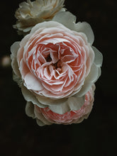 Load image into Gallery viewer, Everlasting. natural perfume. helichrysum and rose romance. moss, clary sage, palo santo. March 2023