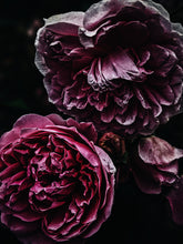 Load image into Gallery viewer, Leather Damask. natural perfume. tanned rose skin wallpaper scent. September 2022