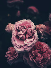 Load image into Gallery viewer, Rose Jacket. natural perfume. a coat of roses for yellowjacket season. Ausugt 2021