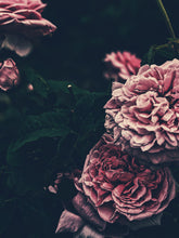 Load image into Gallery viewer, Rose Jacket. natural perfume. a coat of roses for yellowjacket season. Ausugt 2021