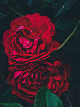 Load image into Gallery viewer, Rose Jacket. natural perfume. a coat of roses for yellowjacket season. Ausugt 2021