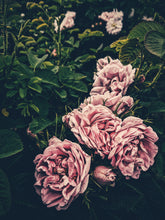 Load image into Gallery viewer, Rose Jacket. natural perfume. a coat of roses for yellowjacket season. Ausugt 2021