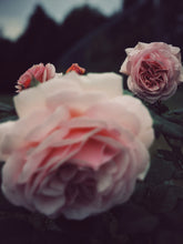Load image into Gallery viewer, Everlasting. natural perfume. helichrysum and rose romance. moss, clary sage, palo santo. March 2023