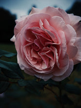 Load image into Gallery viewer, Everlasting. natural perfume. helichrysum and rose romance. moss, clary sage, palo santo. March 2023